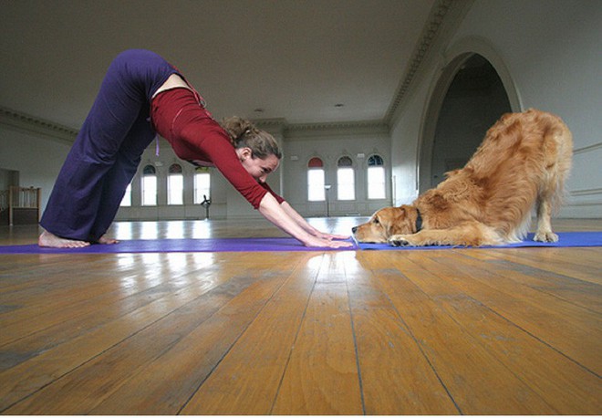 Bạn đã biết đến Doga - Trào lưu kỳ lạ tập yoga cùng... cún? - Ảnh 1.
