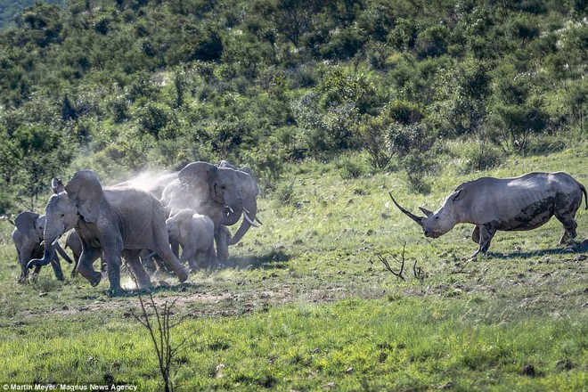 Tê giác nổi điên: Một mình lao xồng xộc đuổi đàn voi chạy toé khói - Ảnh 2.