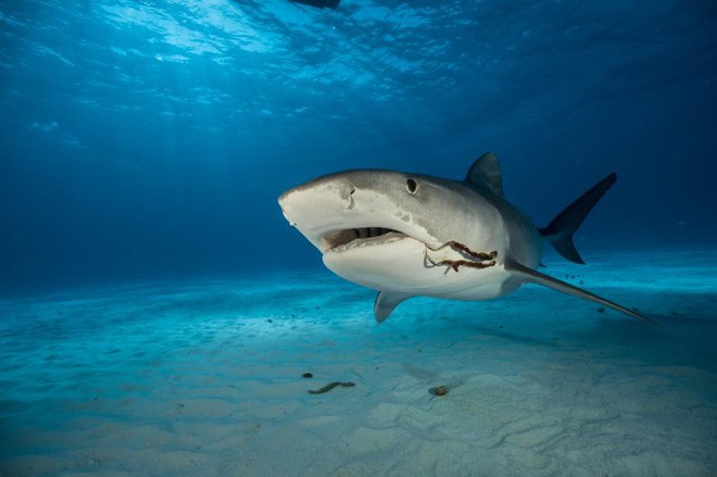 Nỗi ám ảnh về con cá “tàn ác” và kẻ thù lớn nhất của loài cá mập hổ - Ảnh 5.