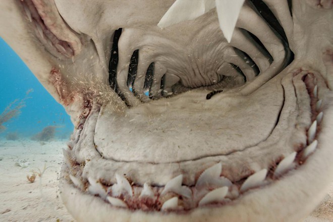 Nỗi ám ảnh về con cá “tàn ác” và kẻ thù lớn nhất của loài cá mập hổ - Ảnh 1.