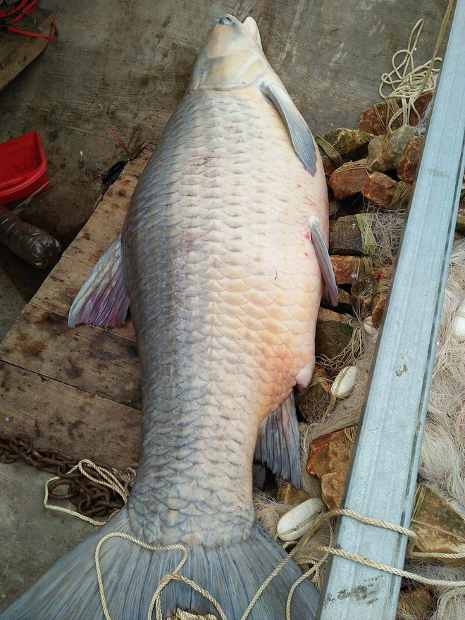 Yên Bái: Ngư dân bắt được cá trắm khổng lồ nặng 61kg ở hồ Thác Bạc - Ảnh 2.