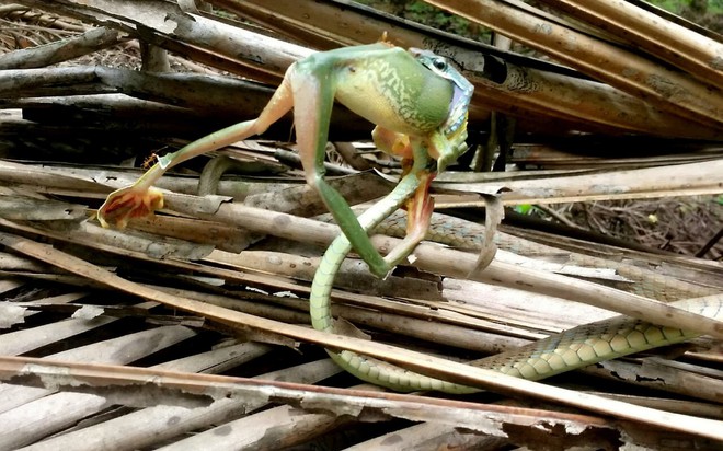 24h qua ảnh: Khoảnh khắc rắn leo cây tí hon nuốt chửng ếch khổng lồ - Ảnh 4.