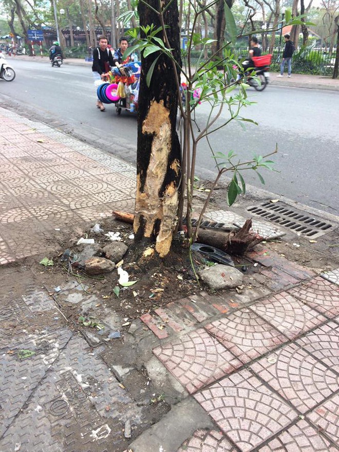 Clip: Đỗ xe yên vị trên vỉa hè, người đàn ông vẫn gặp họa trên trời rơi xuống - Ảnh 5.