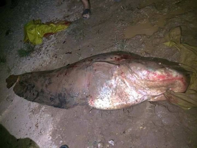 Sự thật về con thủy quái nặng gần 80kg bắt ở ao làng gây xôn xao mạng xã hội - Ảnh 2.