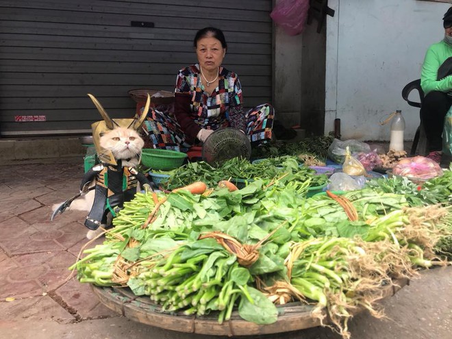 Chó xuất hiện trong hình ảnh mới khiến dân mạng Việt không ngừng xuýt xoa - Ảnh 7.