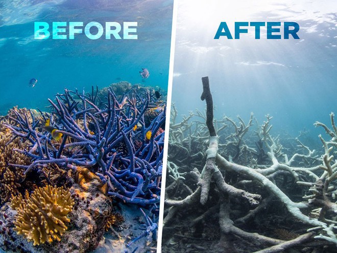 Viễn cảnh kinh hoàng nào đón đợi ta khi toàn bộ rạn san hô trên Trái đất này biến mất? - Ảnh 1.
