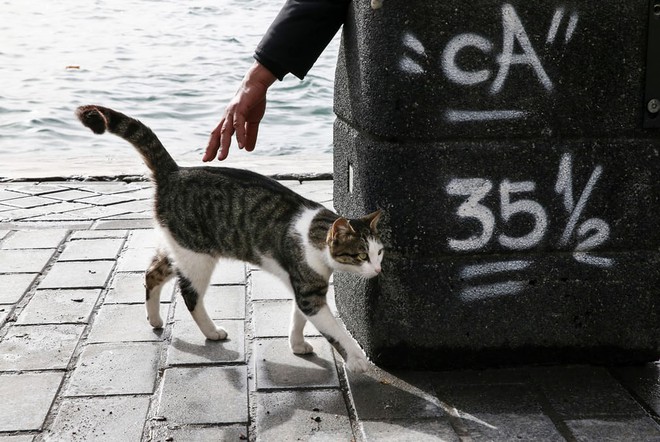 24h qua ảnh: Mọi người đi dưới &ldquo;mưa&rdquo; c&aacute;nh hoa anh đ&agrave;o - Ảnh 7.