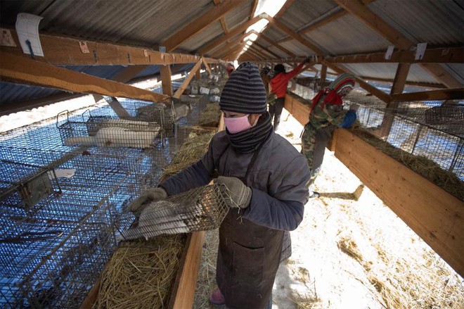 Đằng sau những chiếc áo lông thời thượng: Phận đời ngắn ngủi đầy đau đớn của hàng triệu con vật tội nghiệp - Ảnh 2.