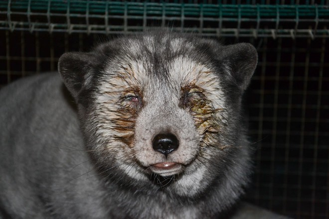 Đằng sau những chiếc áo lông thời thượng: Phận đời ngắn ngủi đầy đau đớn của hàng triệu con vật tội nghiệp - Ảnh 3.