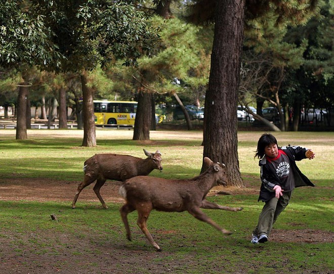Hơn 200 vụ hươu cắn khách du lịch ở công viên Nhật Bản, chính quyền phải gấp rút ra bản hướng dẫn cho hươu ăn an toàn - Ảnh 3.