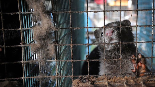 Đằng sau những chiếc áo lông thời thượng: Phận đời ngắn ngủi đầy đau đớn của hàng triệu con vật tội nghiệp - Ảnh 6.