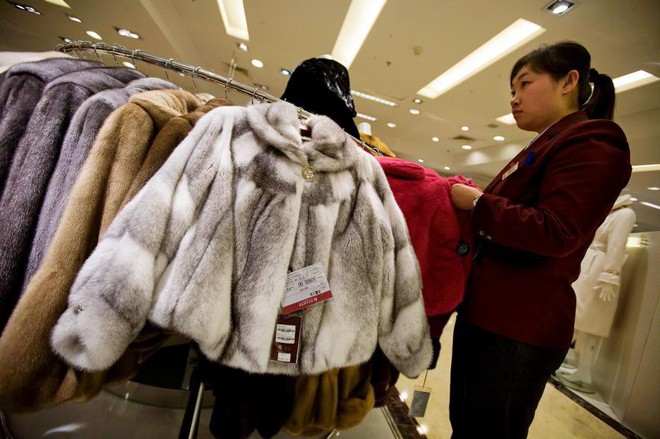 Đằng sau những chiếc áo lông thời thượng: Phận đời ngắn ngủi đầy đau đớn của hàng triệu con vật tội nghiệp - Ảnh 7.