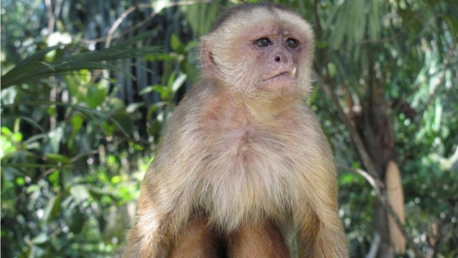 Tranh cãi: loài khỉ đã “đi bè” cưỡi sóng, vượt đại dương trước con người hàng triệu năm? - Ảnh 6.