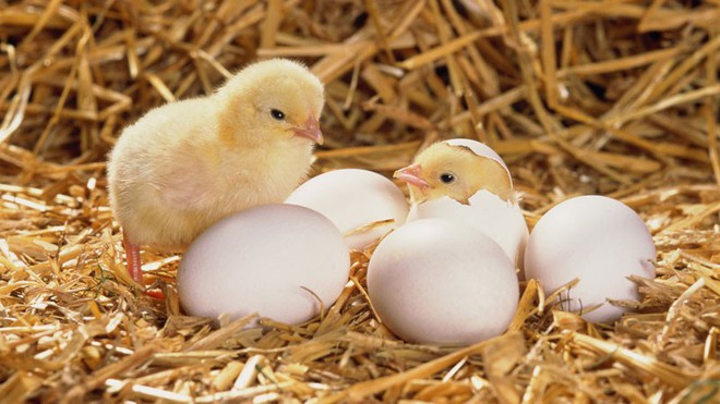 Chim non yếu ớt nhưng phá được vỏ trứng cứng để chui ra, nguyên nhân nằm ở thứ này - Ảnh 3.