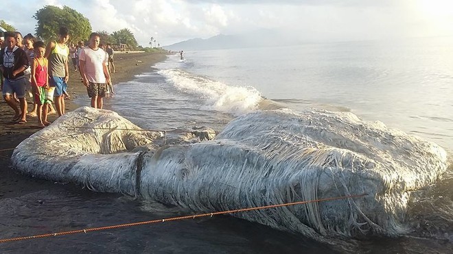 7 ngày qua ảnh: Dân Philippines hoang mang vì xác quái vật bí ẩn - Ảnh 5.