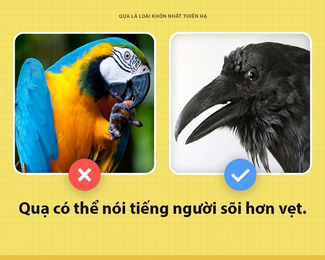 Xin chào: Tôi là Quạ và là loài thông minh tuyệt vời nhất cái thiên hạ này - Ảnh 3.