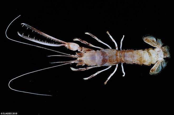 Bất ngờ phát hiện nhiều sinh vật kỳ dị dưới đáy biển Indonesia - Ảnh 5.