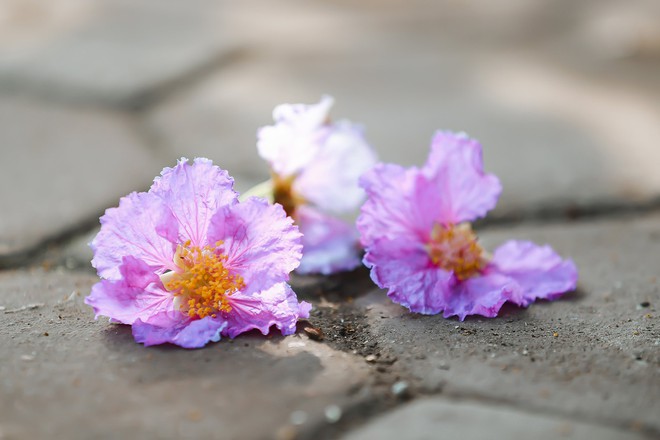 Ngắm hoa bằng lăng nhuộm tím trời Hà Nội - Ảnh 16.