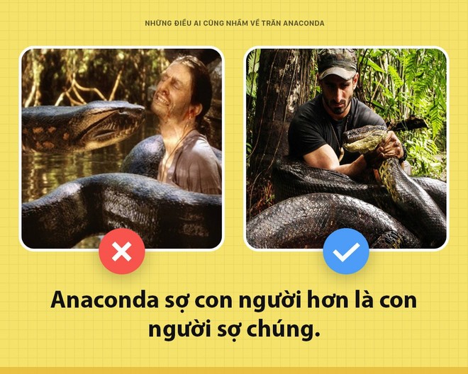 Chào các ông! Tôi là trăn Anaconda và đây toàn là những sự thật các ông vẫn đang hiểu lầm về tôi - Ảnh 1.