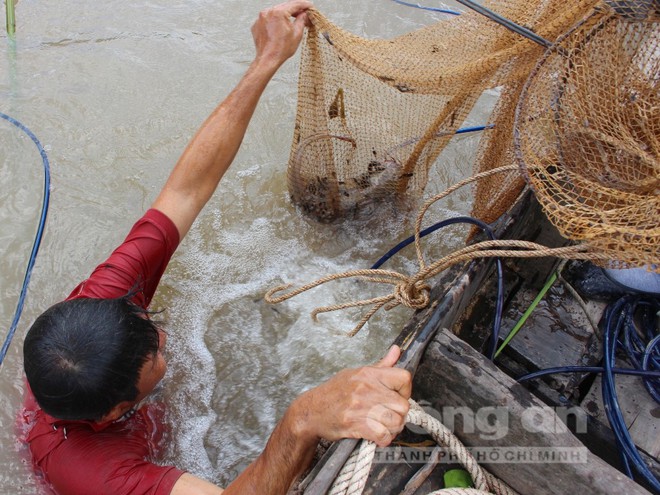 ‘Vua’ săn cá ngát trên sông Hàm Luông - Ảnh 3.