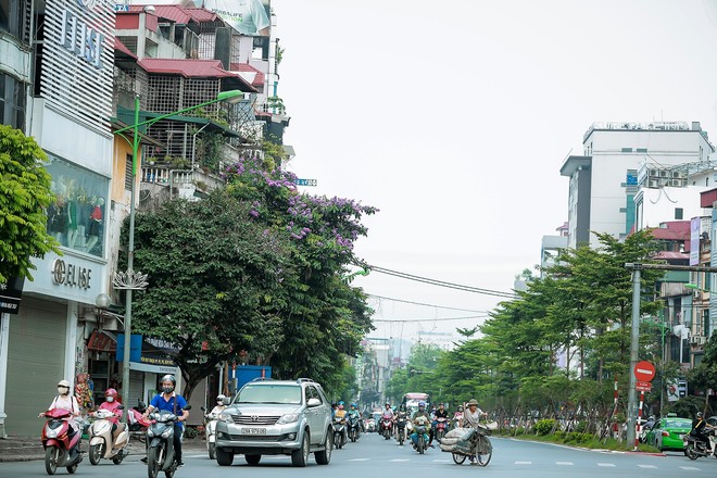 Ngắm hoa bằng lăng nhuộm tím trời Hà Nội - Ảnh 1.