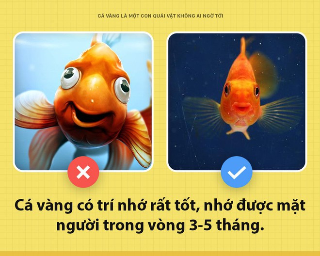 Chào các ông! Tôi là cá vàng và cũng là con quái vật khủng khiếp nhất mà các ông không ai ngờ tới - Ảnh 1.