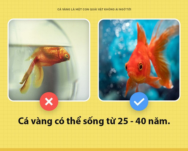Chào các ông! Tôi là cá vàng và cũng là con quái vật khủng khiếp nhất mà các ông không ai ngờ tới - Ảnh 4.