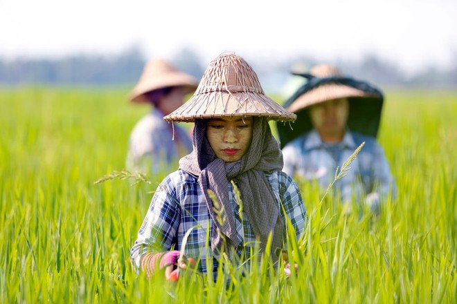 24h qua ảnh: Du khách cho voi ăn trái cây từ trong ô tô - Ảnh 1.