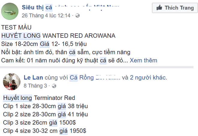 Cá rồng huyết long có gì đặc biệt khiến đại gia Hà Nội chi bạc triệu mua về nuôi chơi? - Ảnh 2.