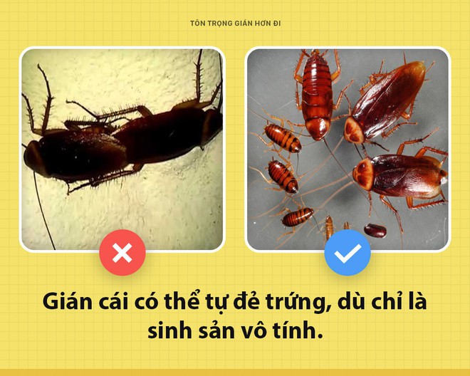 Chào các ông! Tôi là gián Tiểu Cường đây nhưng các ông có nên tôn trọng tôi một chút không? - Ảnh 7.