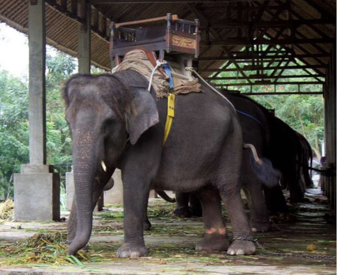 Sự thật đau lòng phía sau dịch vụ bơi cùng cá heo tại các thiên đường du lịch nhiệt đới - Ảnh 1.