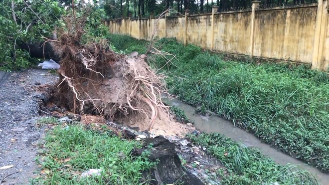 Ô tô đang chạy bị cây xanh ngã đè bẹp, tài xế thoát chết   - Ảnh 2.