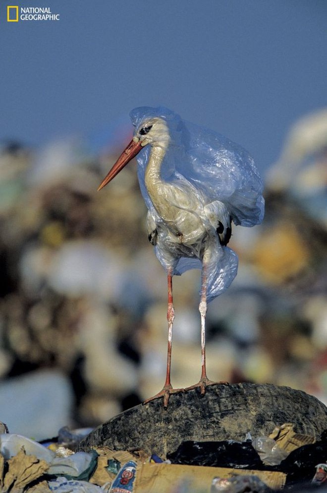 Hình ảnh kinh ngạc về muôn loài chết chìm trong rác thải - Ảnh 2.