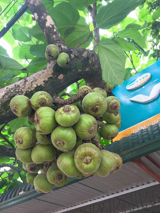 Khoe cây sung quả mọc từ gốc sai trĩu, thanh niên mở ra cuộc tranh cãi trên mạng xã hội - Ảnh 3.