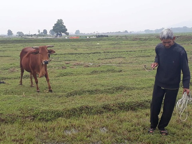 Vụ thu phí trâu bò ở Thanh Hóa: Hoàn trả tiền cho dân - Ảnh 1.