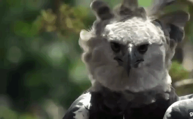 Kết quả hình ảnh cho Đại bàng Harpy