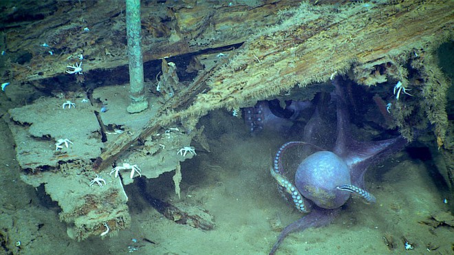 Phát hiện “nghĩa địa của những con tàu chìm ở vùng biển sâu nhất vịnh Mexico - Ảnh 9.