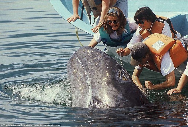 Cận cảnh khách du lịch xoa đầu cá voi như thú cưng khiến nhiều người xem vô cùng ấn tượng - Ảnh 3.