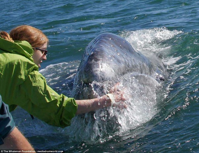 Cận cảnh khách du lịch xoa đầu cá voi như thú cưng khiến nhiều người xem vô cùng ấn tượng - Ảnh 4.