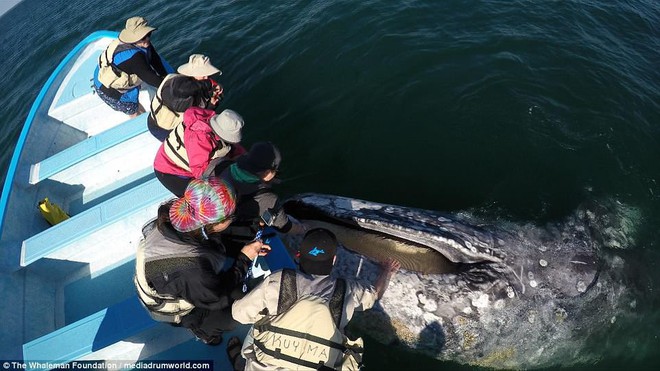 Cận cảnh khách du lịch xoa đầu cá voi như thú cưng khiến nhiều người xem vô cùng ấn tượng - Ảnh 5.
