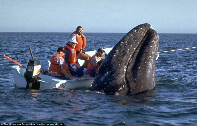 Cận cảnh khách du lịch xoa đầu cá voi như thú cưng khiến nhiều người xem vô cùng ấn tượng - Ảnh 6.