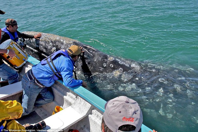 Cận cảnh khách du lịch xoa đầu cá voi như thú cưng khiến nhiều người xem vô cùng ấn tượng - Ảnh 7.