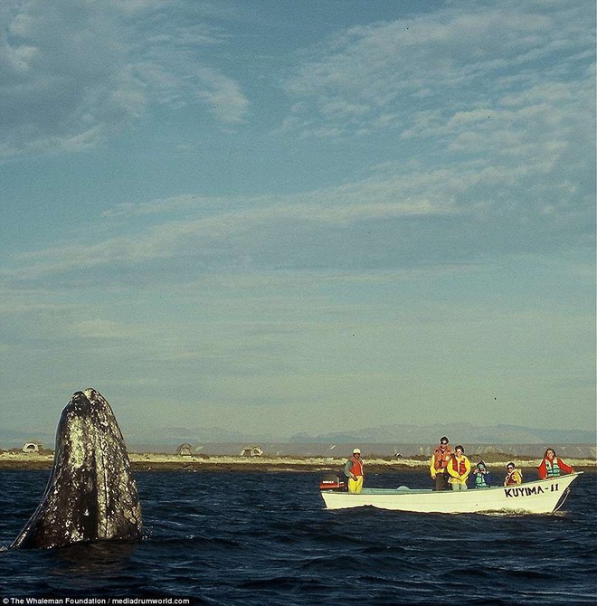 Cận cảnh khách du lịch xoa đầu cá voi như thú cưng khiến nhiều người xem vô cùng ấn tượng - Ảnh 8.