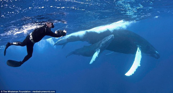 Cận cảnh khách du lịch xoa đầu cá voi như thú cưng khiến nhiều người xem vô cùng ấn tượng - Ảnh 9.