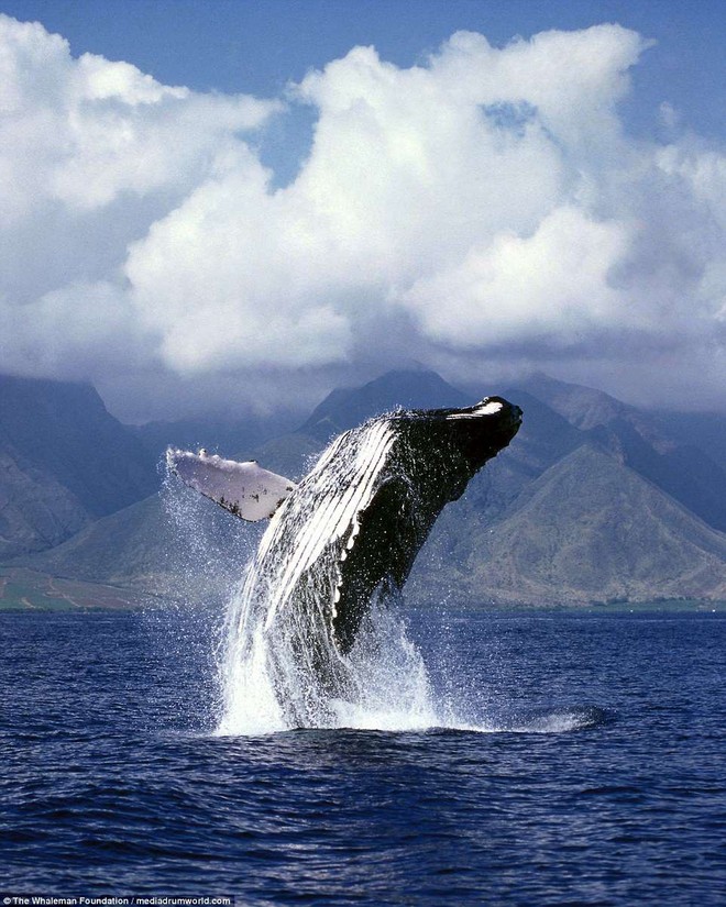Cận cảnh khách du lịch xoa đầu cá voi như thú cưng khiến nhiều người xem vô cùng ấn tượng - Ảnh 11.