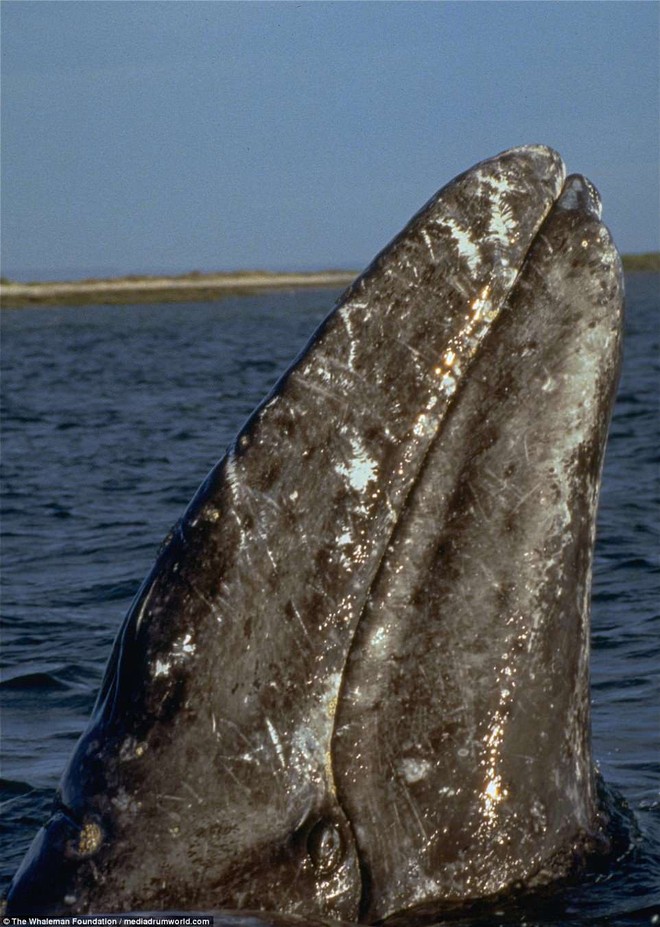 Cận cảnh khách du lịch xoa đầu cá voi như thú cưng khiến nhiều người xem vô cùng ấn tượng - Ảnh 12.