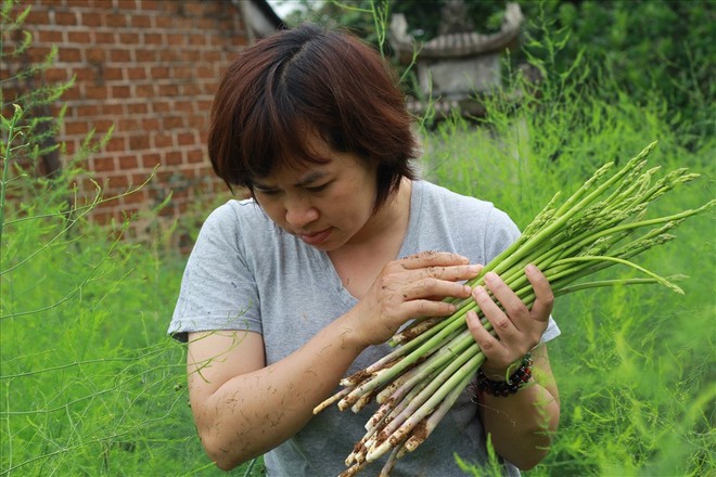 Chiêm ngưỡng vườn măng tây cho thu nhập gần 2 tỷ/năm - Ảnh 2.