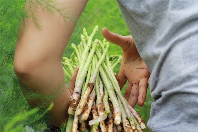 Chiêm ngưỡng vườn măng tây cho thu nhập gần 2 tỷ/năm - Ảnh 5. Chiêm ngưỡng vườn măng tây cho thu nhập gần 2 tỷ/năm - Ảnh 5.