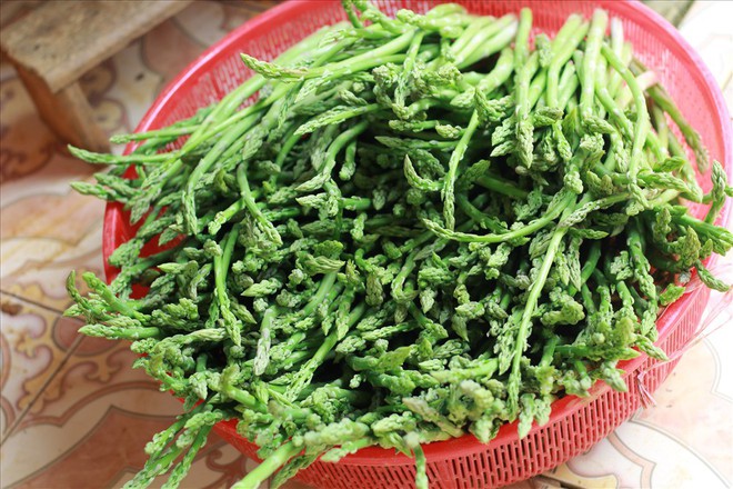 Chiêm ngưỡng vườn măng tây cho thu nhập gần 2 tỷ/năm - Ảnh 9. Chiêm ngưỡng vườn măng tây cho thu nhập gần 2 tỷ/năm - Ảnh 9.