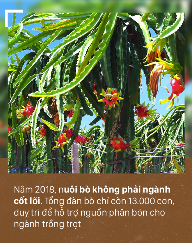 [PHOTO STORY]: Số phận đàn bò nghìn tỷ của bầu Đức - Ảnh 10.